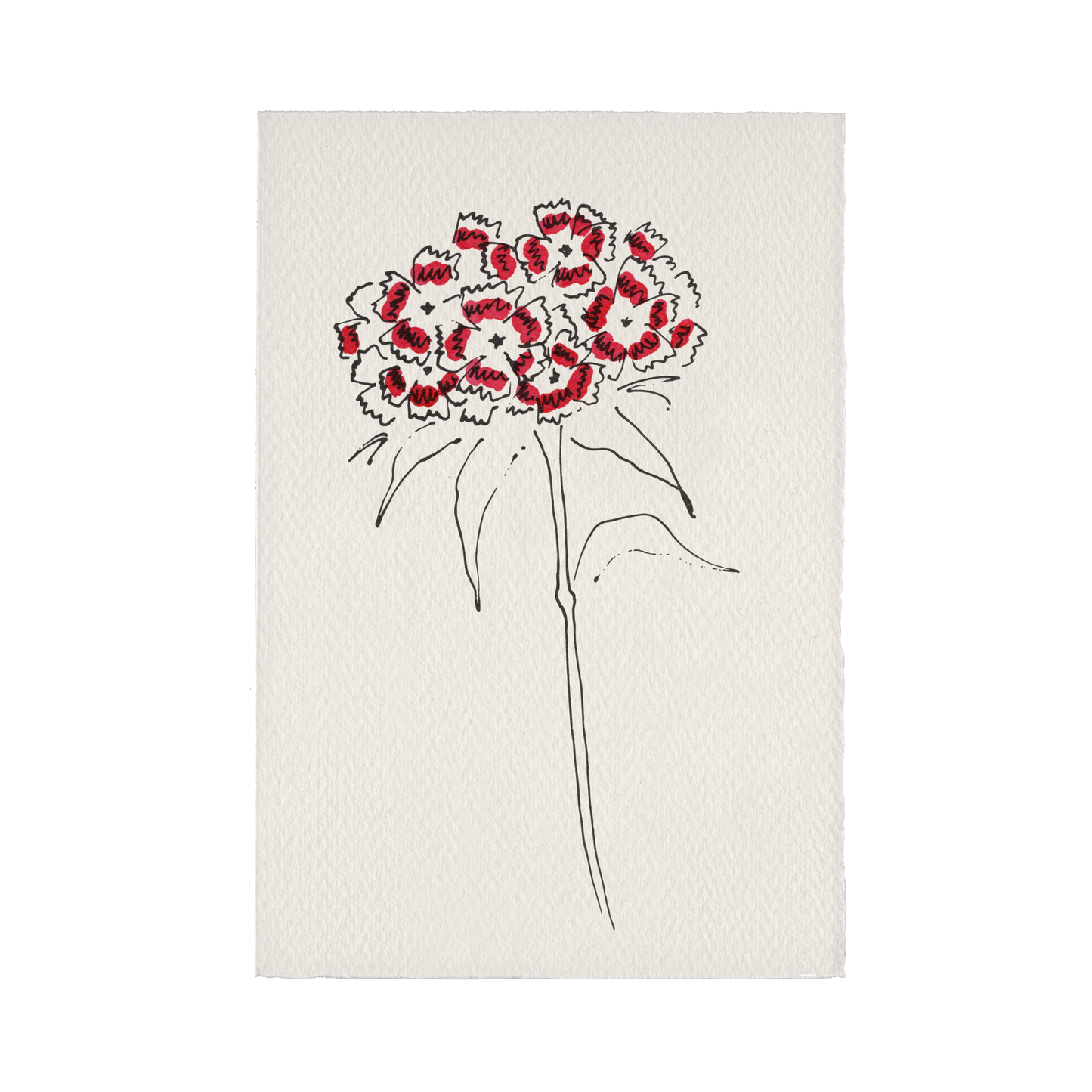 Charleston Collection Card - Sweet William