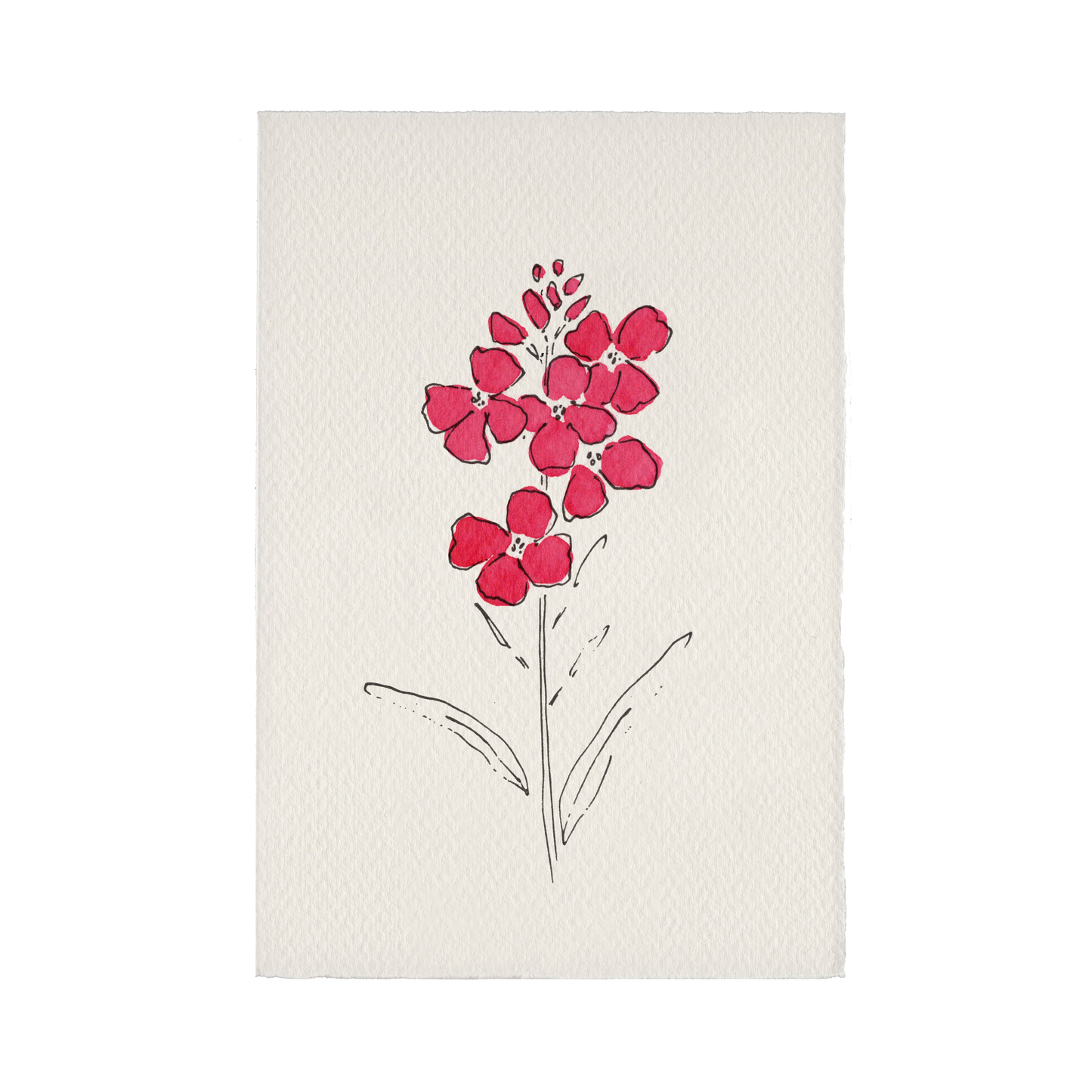 Charleston Collection Card - Wallflower