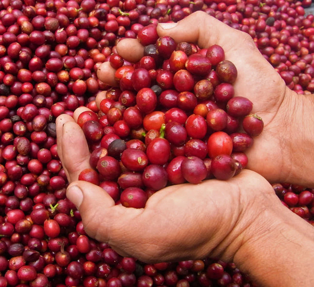 Northern Cobbler Coffee - Malin
